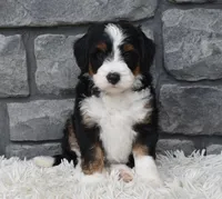 Callie, a female Miniature Bernedoodle for sale in Berlin, OH – 6 of 8