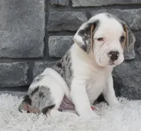 Alex , a male English Bulldog and Beagle for sale in Berlin, OH – 2 of 6