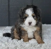 Jax, a male Miniature Bernedoodle for sale in Berlin, OH – 1 of 7