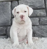 Maggie , a female English Bulldog and Beagle for sale in Berlin, OH – 2 of 4