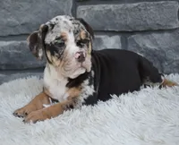 Bubba, a male English Bulldog and Beagle for sale in Berlin, OH – 3 of 6
