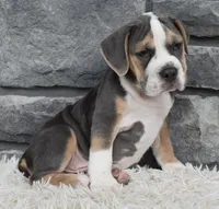 Tater, a male English Bulldog and Beagle for sale in Berlin, OH – 5 of 6