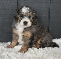 Jester , a male Miniature Bernedoodle for sale in Berlin, OH – 6 of 7