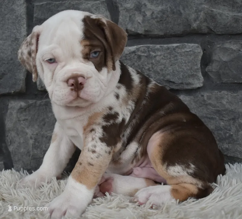 Truffle  – English Bulldog, Beagle puppy for sale in Berlin, OH