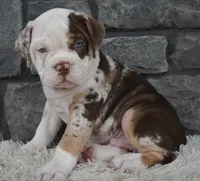 Truffle , a male English Bulldog and Beagle for sale in Berlin, OH – 1 of 6