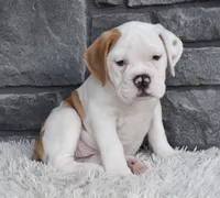 Abby , a female English Bulldog and Beagle for sale in Berlin, OH – 5 of 5