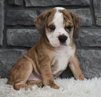 Toby, a male English Bulldog and Beagle for sale in Berlin, OH – 1 of 4