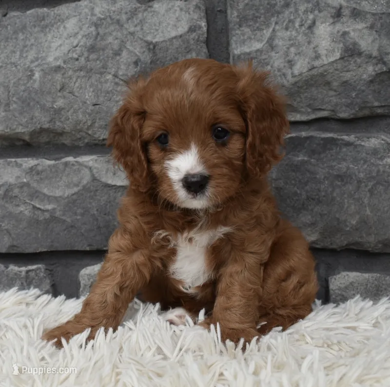 Macy, a female Cavapoo for sale in Berlin, OH – 1 of 7