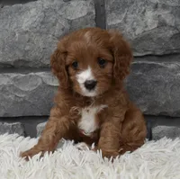 Macy, a female Cavapoo for sale in Berlin, OH – 1 of 7
