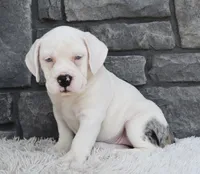 Ava, a female English Bulldog and Beagle for sale in Berlin, OH – 3 of 5