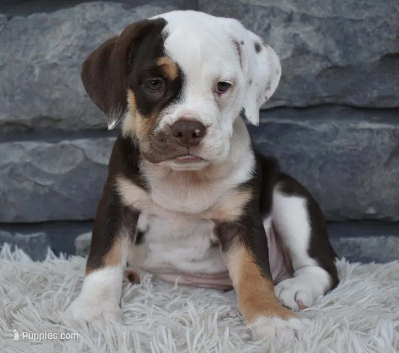 Tootsie  – English Bulldog, Beagle puppy for sale in Berlin, OH