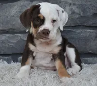 Tootsie , a female English Bulldog and Beagle for sale in Berlin, OH – 1 of 4