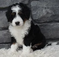 Carly , a female Miniature Bernedoodle for sale in Berlin, OH – 7 of 8