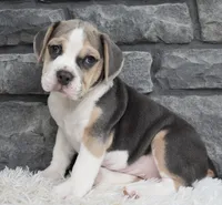 Tessa, a male English Bulldog and Beagle for sale in Berlin, OH – 4 of 7