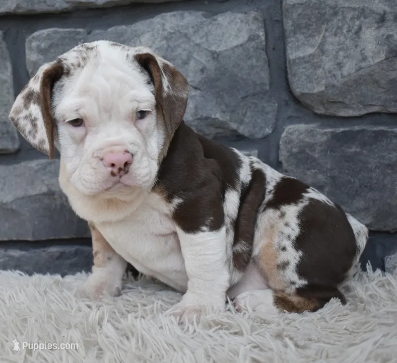 Twinkle  – English Bulldog, Beagle puppy for sale in Berlin, OH