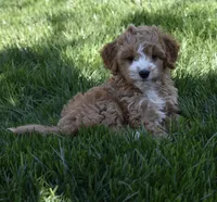 Ace, a male Cavapoo for sale in Berlin, OH – Photo 3 of 6