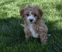 Ace, a male Cavapoo for sale in Berlin, OH – Photo 5 of 6