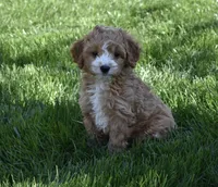 Ace, a male Cavapoo for sale in Berlin, OH – Photo 4 of 6