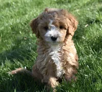 Ace, a male Cavapoo for sale in Berlin, OH – Photo 6 of 6
