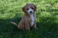 Ace, a male Cavapoo for sale in Berlin, OH – Photo 2 of 6
