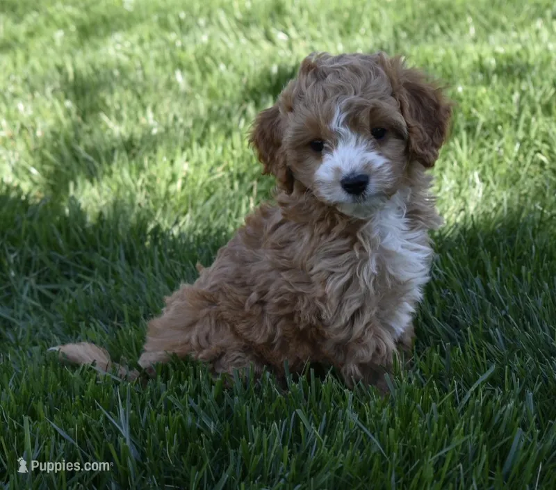 Ace – Cavapoo puppy for sale in Berlin, OH