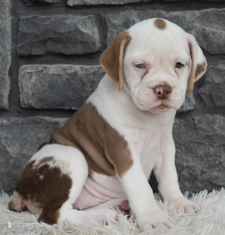 Tessa – English Bulldog, Beagle puppy for sale in Berlin, OH