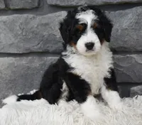 Carly , a female Miniature Bernedoodle for sale in Berlin, OH – 5 of 8