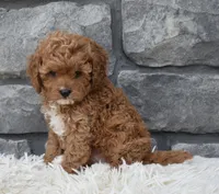 River, a female Cavapoo for sale in Berlin, OH – 4 of 7