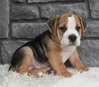 Tater, a male English Bulldog and Beagle for sale in Berlin, OH – 4 of 5