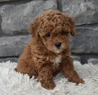 Chloe , a female Poodle - Toy  for sale in Berlin, OH – 2 of 6
