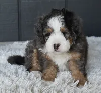 Jax, a male Miniature Bernedoodle for sale in Berlin, OH – 7 of 7