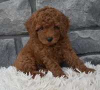 Cuddles, a male Poodle - Toy  for sale in Berlin, OH – 6 of 6