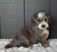 Jester , a male Miniature Bernedoodle for sale in Berlin, OH – 7 of 7