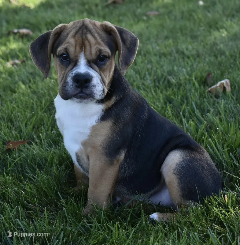 Marley  – English Bulldog, Beagle puppy for sale in Berlin, OH