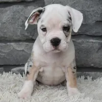 Toby, a male English Bulldog and Beagle for sale in Berlin, OH – 3 of 5