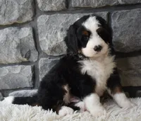 Chief , a male Miniature Bernedoodle for sale in Berlin, OH – 6 of 6