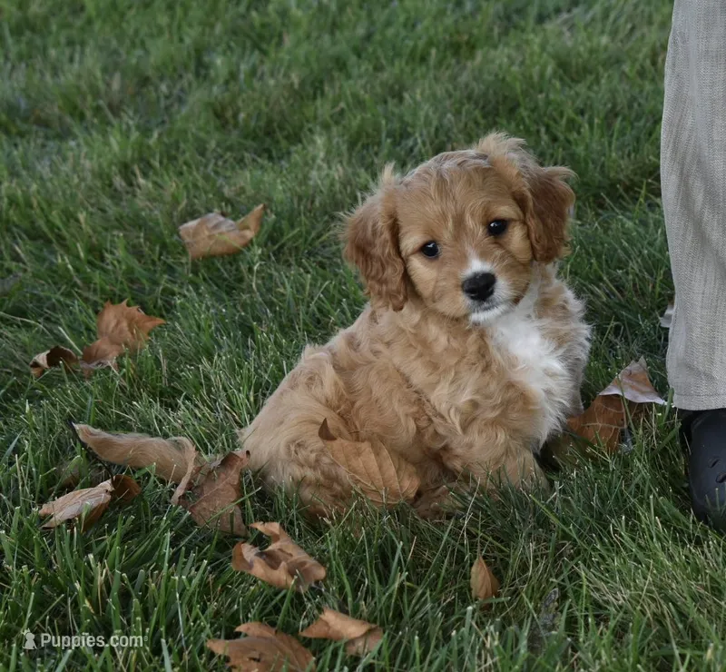 Ranger  – Cavapoo puppy for sale in Berlin, OH