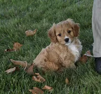 Ranger , a male Cavapoo for sale in Berlin, OH – 1 of 8