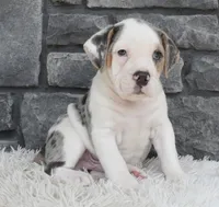 Alex , a male English Bulldog and Beagle for sale in Berlin, OH – 1 of 6