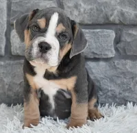 Bubba, a male English Bulldog and Beagle for sale in Berlin, OH – 2 of 4