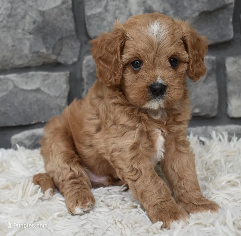 Miles – Cavapoo puppy for sale in Berlin, OH