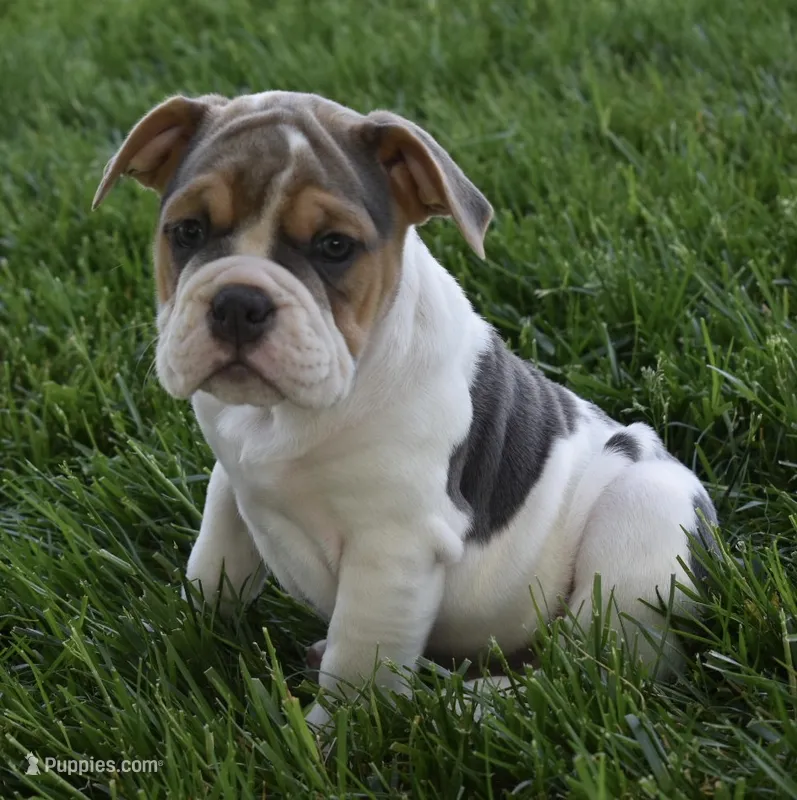 Molly – English Bulldog, Beagle puppy for sale in Berlin, OH