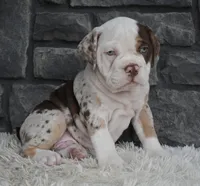 Truffle , a male English Bulldog and Beagle for sale in Berlin, OH – 5 of 6