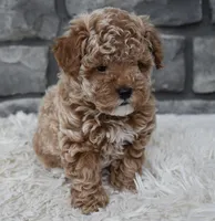 Chloe , a female Poodle - Toy  for sale in Berlin, OH – Photo 6 of 9