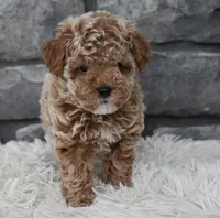 Chloe , a female Poodle - Toy  for sale in Berlin, OH – Photo 3 of 9