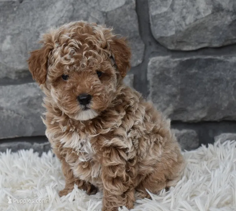 Chloe , a female Poodle - Toy  for sale in Berlin, OH – Photo 1 of 9