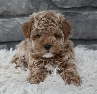 Chloe , a female Poodle - Toy  for sale in Berlin, OH – Photo 2 of 9