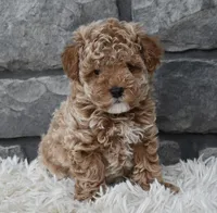 Chloe , a female Poodle - Toy  for sale in Berlin, OH – Photo 5 of 9