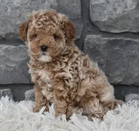 Chloe , a female Poodle - Toy  for sale in Berlin, OH – Photo 9 of 9