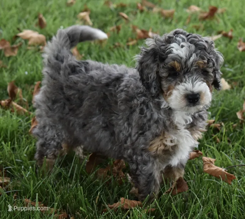 Jester  – Miniature Bernedoodle puppy for sale in Berlin, OH